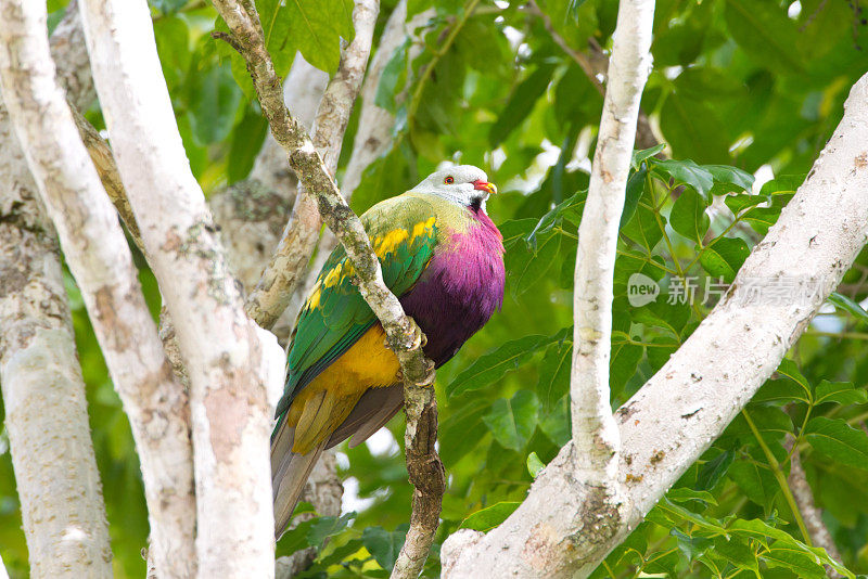 澳大利亚昆士兰的Wompoo Fruit Dove